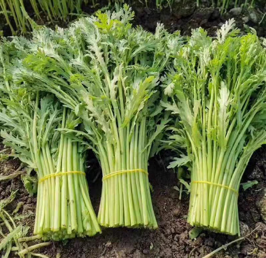 永年小叶茼蒿新鲜采摘特写图