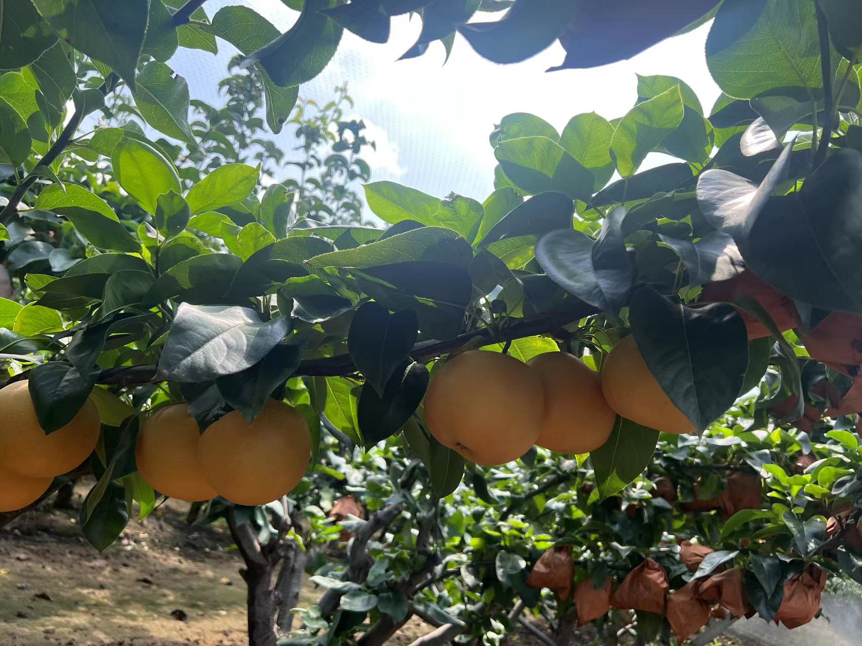 秋月梨果园实景图