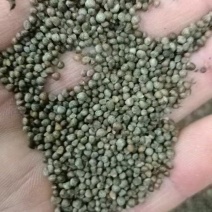 紫苏子新品过滤干净食品药品质量保证苏子苏麻