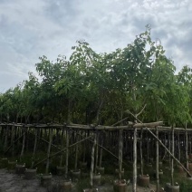 腊肠树3～8公分基地直销大小规格齐全质量优质