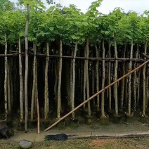 羊蹄甲樱花树3～10公分基地直销规格齐全质量优质