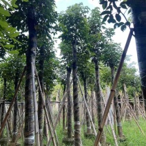 秋枫10～12公分基地直销规格齐全质量优质