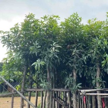 芒果树8～12公分基地直销大小规格齐全质量优质