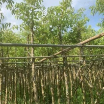 天竺桂5～8公分基地直销大小规格齐全质量优质质量优质