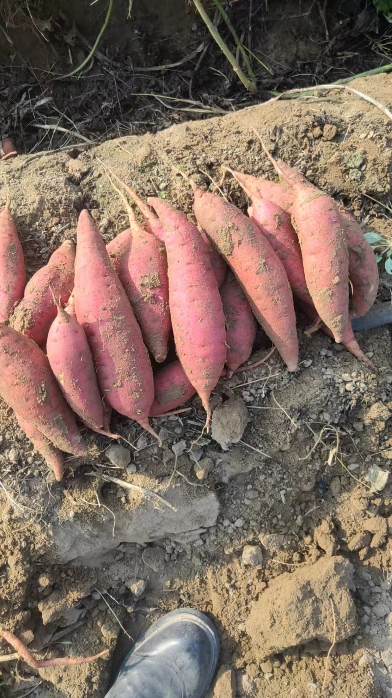 洛阳精品红薯西瓜红,商薯19洛薯13产地直供价格合理