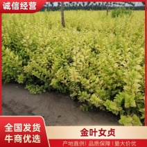 女贞