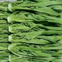 新鲜油麦菜蔬菜，产地直发一手货源，可供商超市场批发