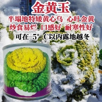德赛金黄玉黄心乌种子特矮乌塌菜种籽特耐寒蔬菜种子腊月乌菜