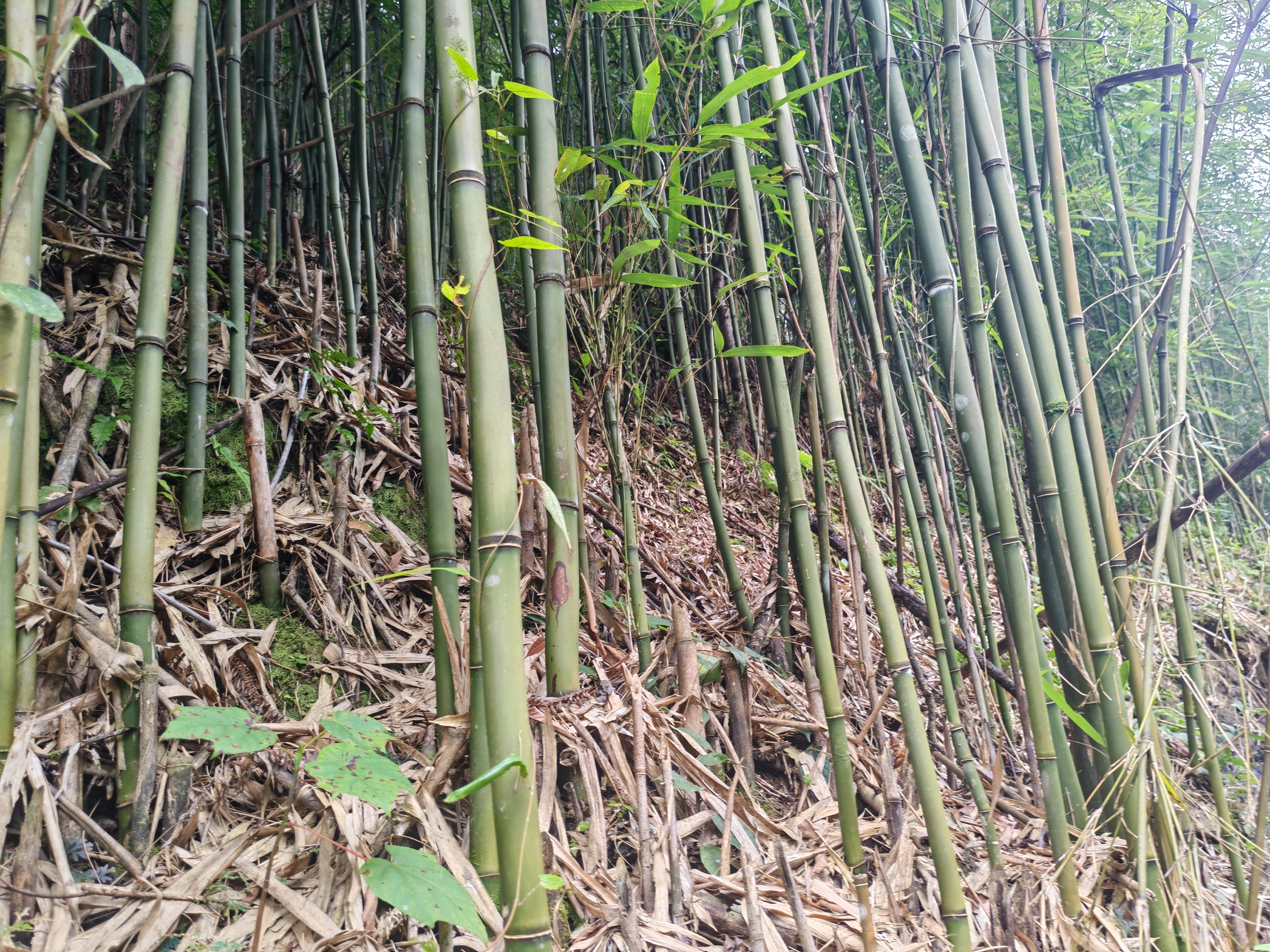 竹林中生长的野生竹灵芝特写
