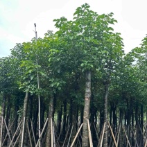 光杆秋枫15～20公分产地直发规格齐全质量优质