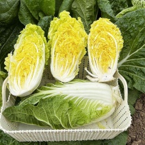 韩国进口黄心娃娃菜种子耐热耐雨夏贝贝娃娃菜白菜种籽四季蔬