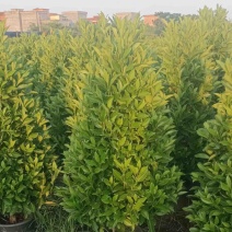 非洲茉莉塔型1米至2米灰莉毛球1米至2米基地直销