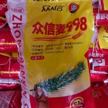 众信麦998小麦种子：假一赔十正品众信麦998