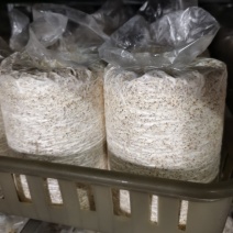 草菇食用菌菌种