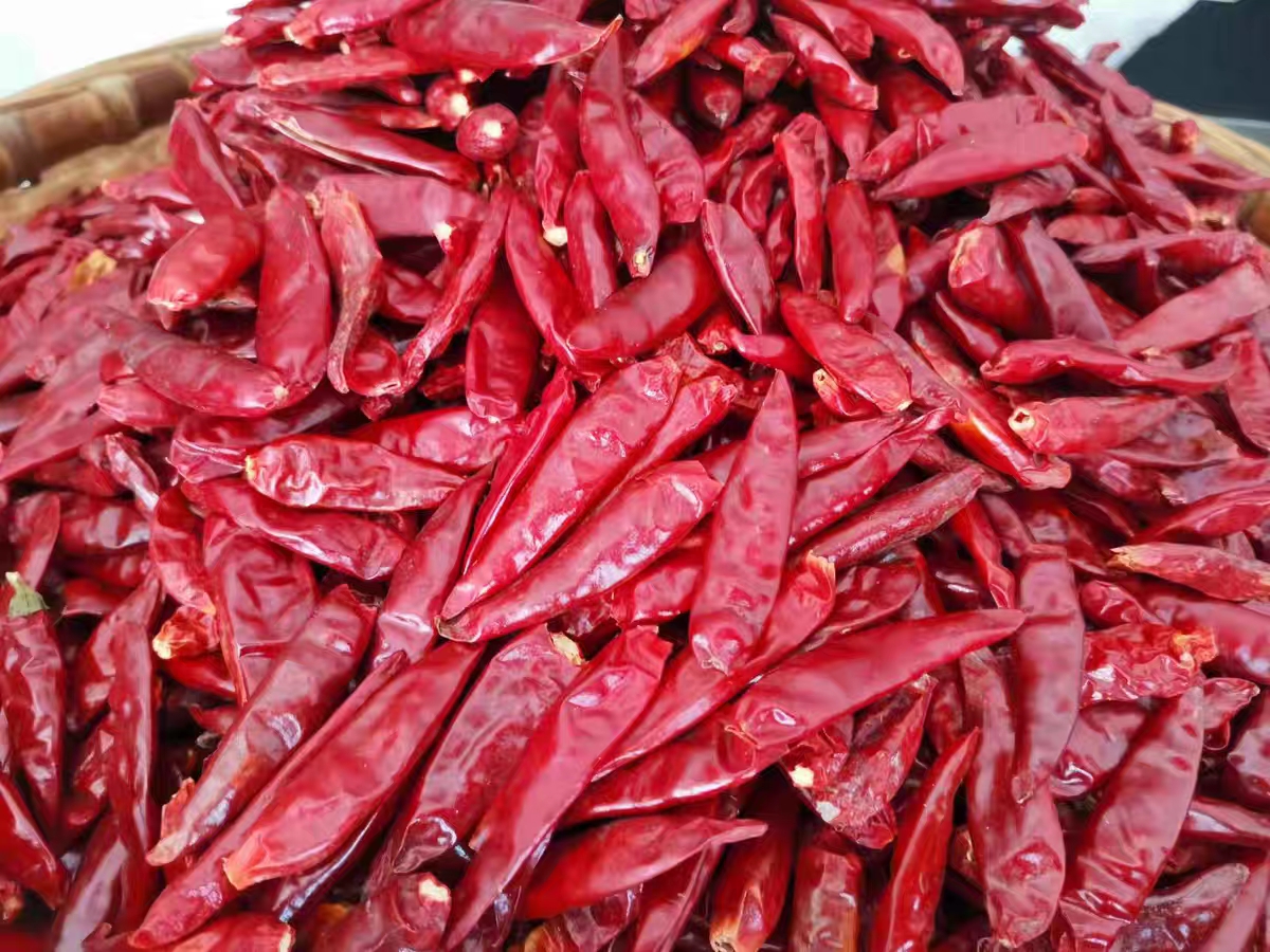 农户采摘晾晒三樱椒场景