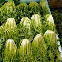 苦菊