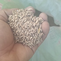 莜麦