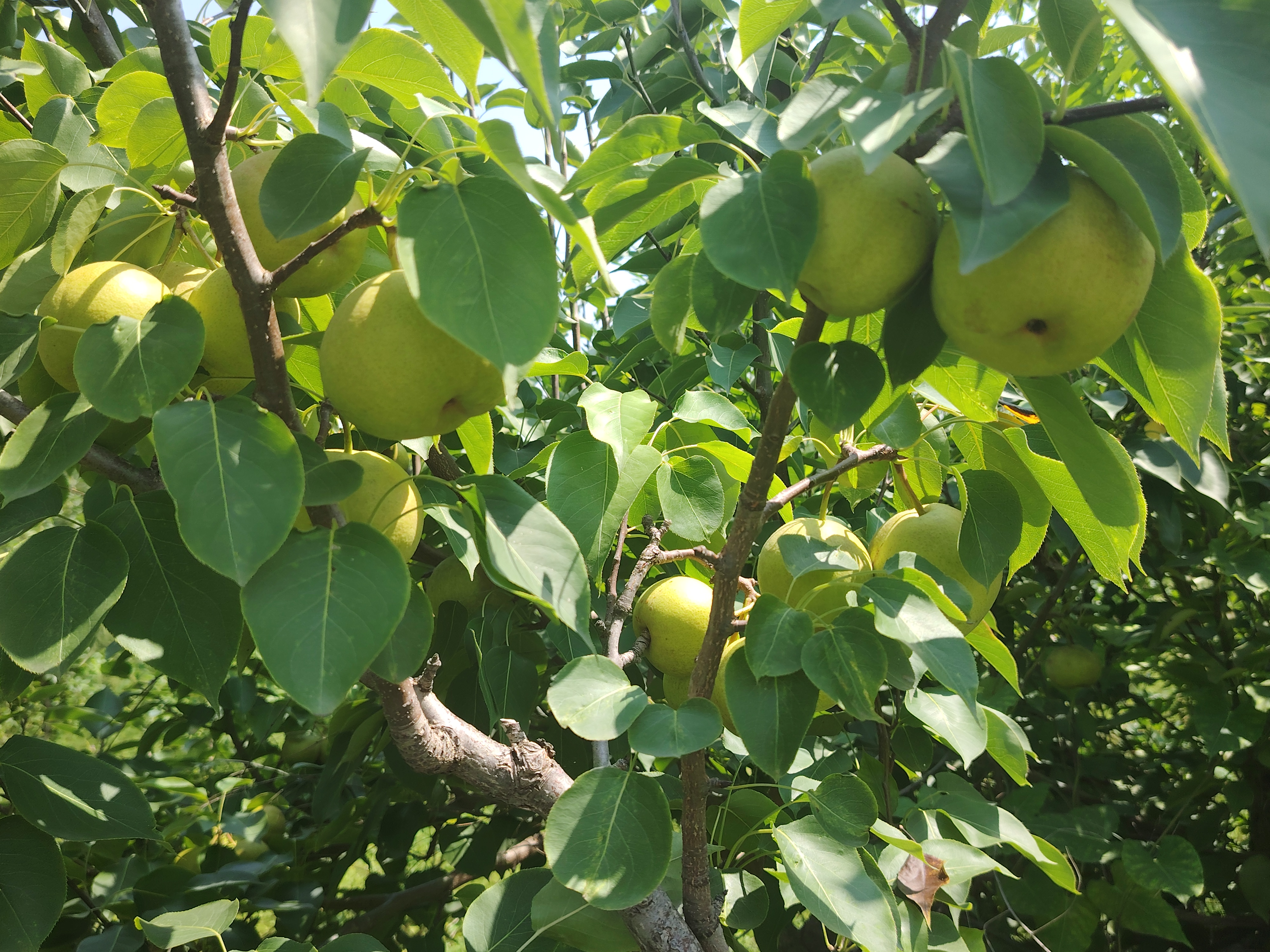 一颗成熟饱满的南果梨,表皮呈黄绿色略带红晕,表面光滑有光泽,果蒂完整,背景为田园果园环境,阳光柔和洒落,突出果实的新鲜与自然生长状态 南果梨特写