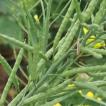 有优质菜籽，出油率高，货多，今年现货。