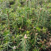 冷杉小苗，冷杉三年苗，沙松苗