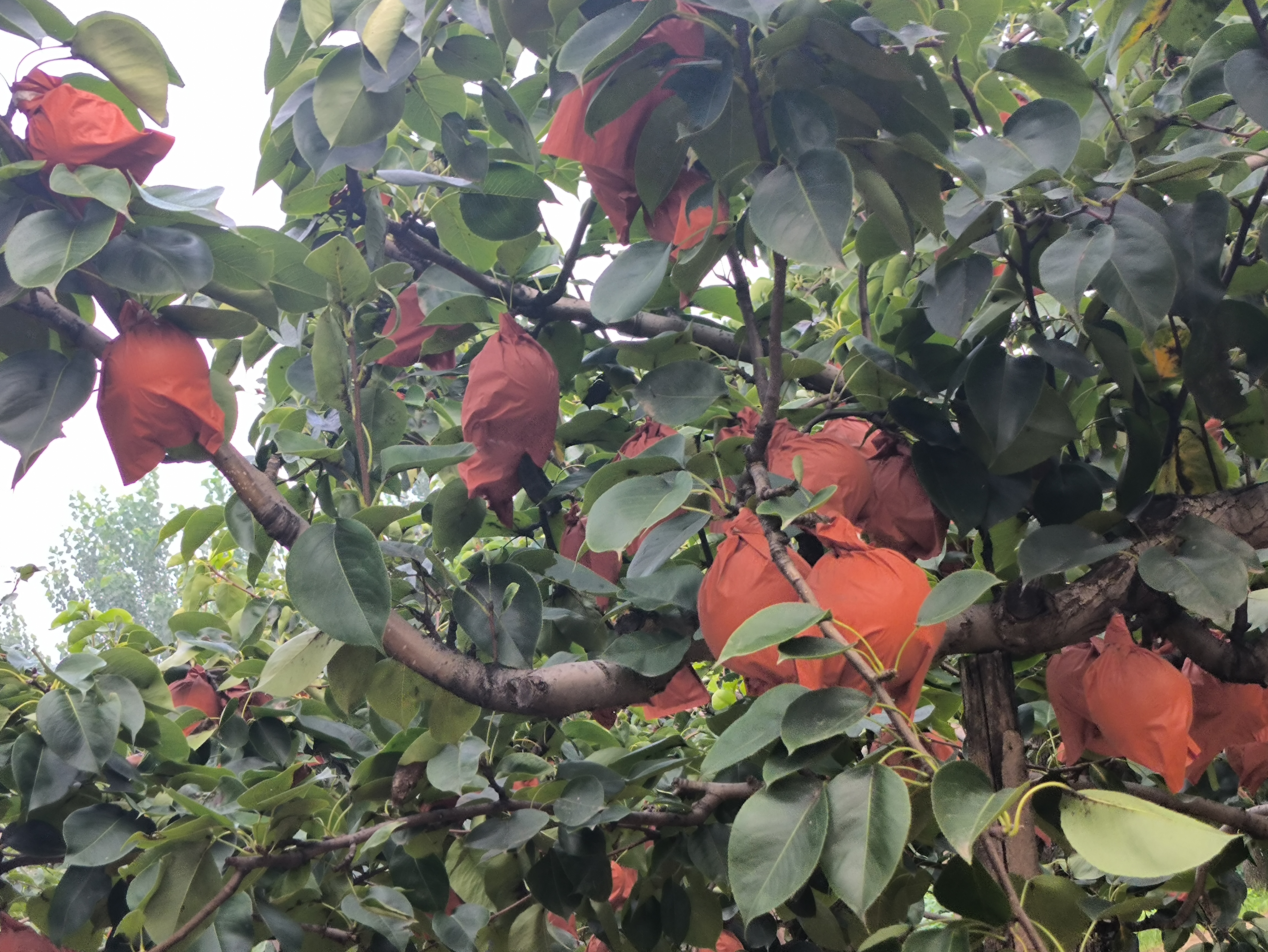 展示皇冠梨秋季定植后的防寒措施,如覆草、培土、绑扎防寒布 皇冠梨秋季种植与防寒处理
