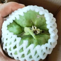 龙须菜种苗佛手瓜种瓜尖种苗保质保量产地直发