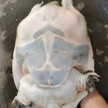 老甲鱼母