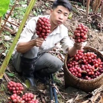 新鲜草果苗，品质保证，现摘现发，让您尽享农家好味。