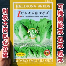 广东包心芥菜种子大肉芥菜球芥种籽腌制酸菜籽夏秋播大田蔬菜