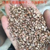 八棱海棠种子及春天沙藏处理好的，直接播种，基地直销