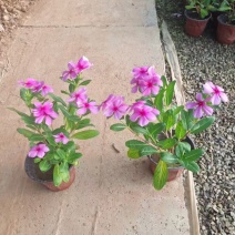 木本长春花，天天开