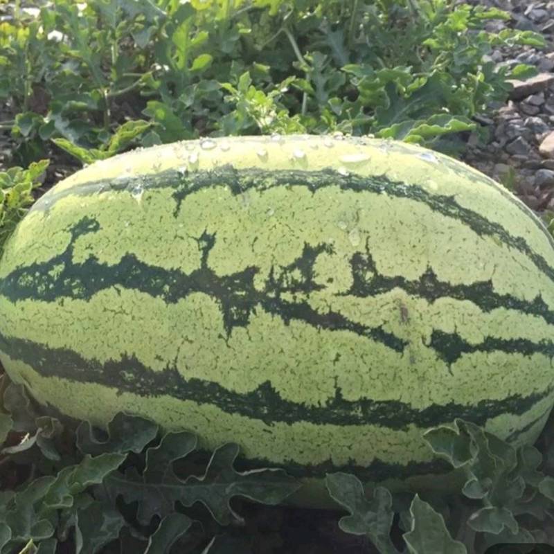 西瓜硒砂瓜黑美人西瓜早春红玉特小凤西瓜938吊兰西瓜l600西瓜龙卷风