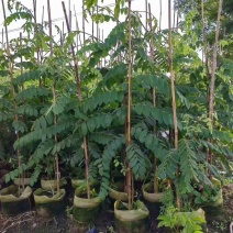花旗木1至2米基地直销大小规格齐全质量优质