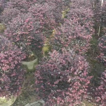 红花继木球60～1.5米基地直销大小规格齐全质量优质