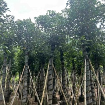 光杆秋枫5～15公分基地直发规格齐全质量优质