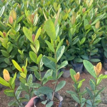 龙船花小杯中杯盆栽基地直发质量优质