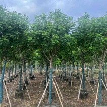 大骨架黄槐7～10公分基地直销规格齐全质量优质