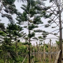 南洋杉5～15公分基地直发规格齐全质量优质