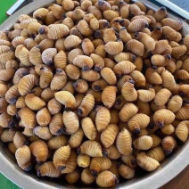 冰冻竹笋虫活虫速冻新鲜可食用虫子油炸虫炸昆虫