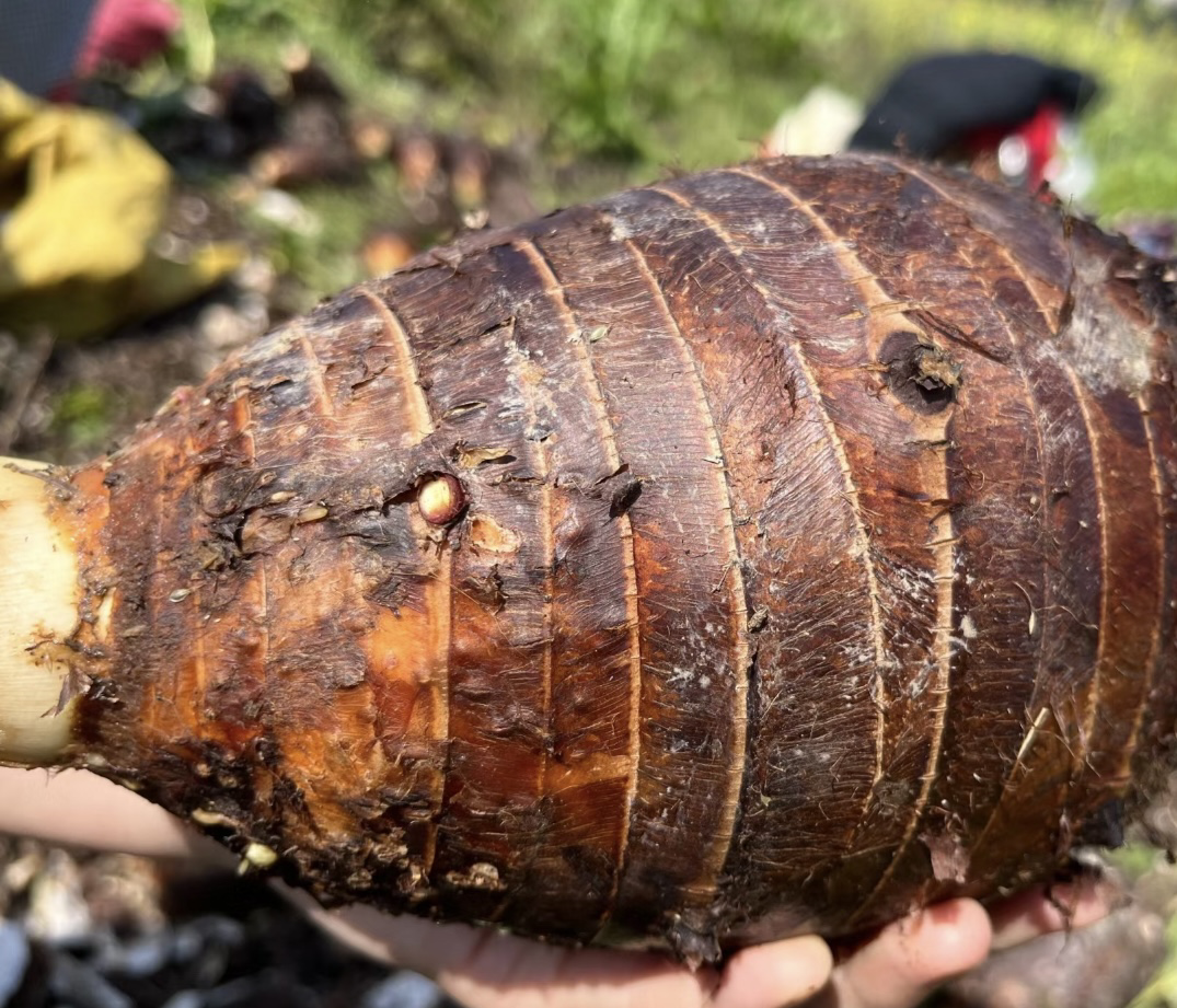 荔浦芋头田间丰收实景