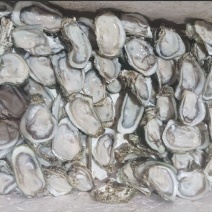 福建生蚝霞浦生蚝个大肉肥水质好无污染一手货源100斤
