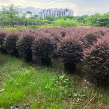 红花继木球1米至2米基地直发规格齐全质量优质
