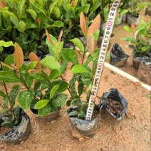 龙船花小杯中杯盆栽基地直发规格齐全质量优质
