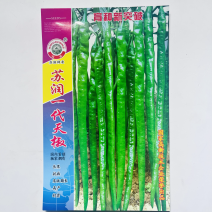苏润一代天椒杂交一代青皮软皮品种，包邮