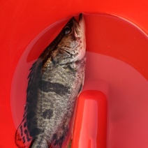 桂花鱼