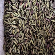 紫花三叉白芨种子需要的可以联系