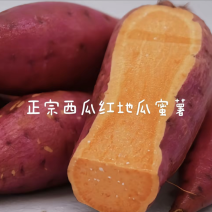 河北正宗西瓜红红薯大量现货供应全国质量保证欢迎咨询！