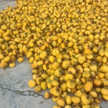 刺梨鲜果