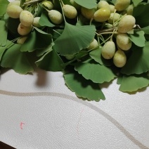 银杏果有收的吗