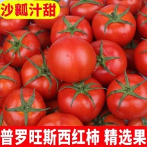 普罗旺斯吉诺比利大红西红柿粉红西红柿产地看货论价